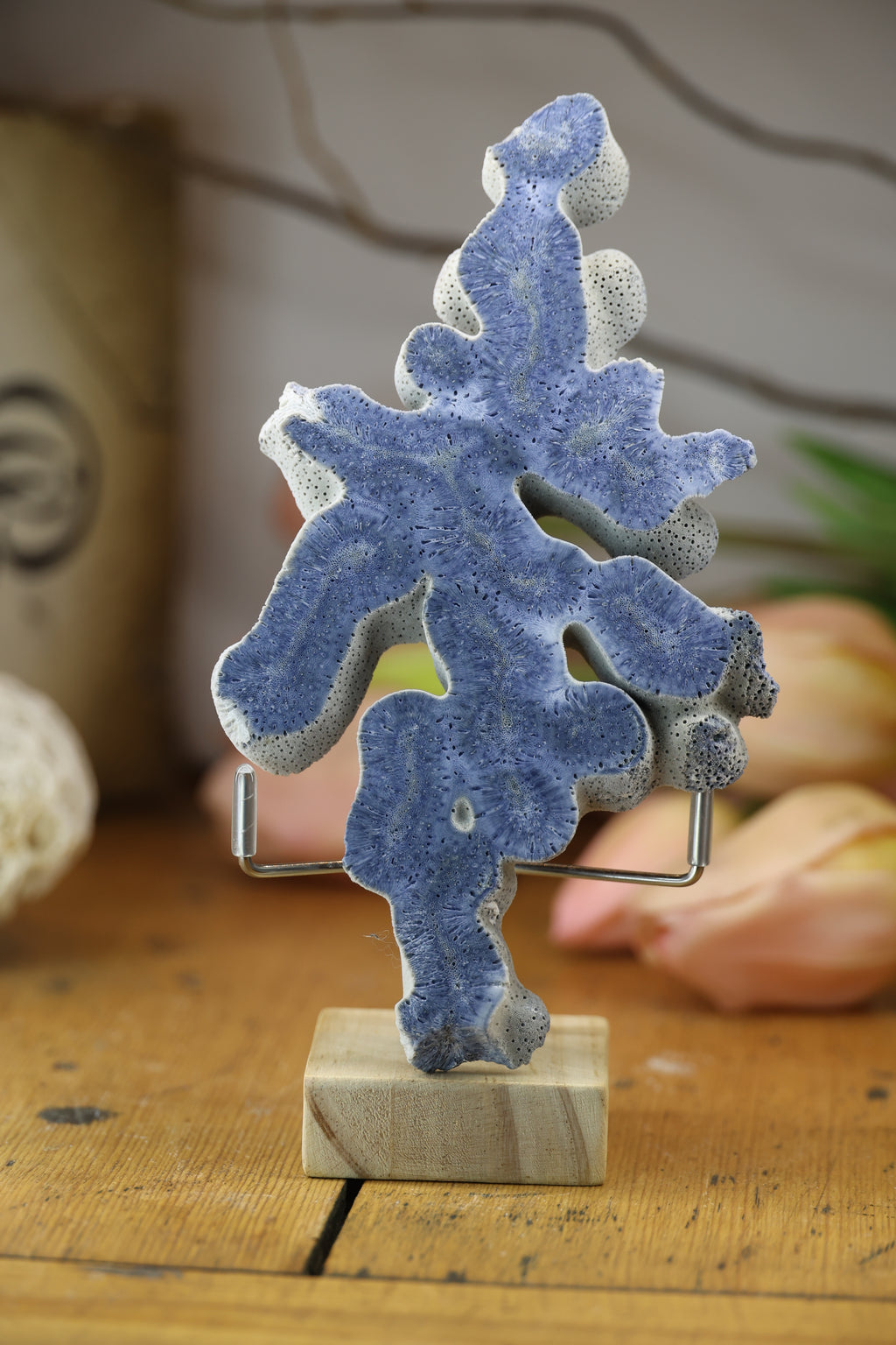 Fossilised Coral Display Piece