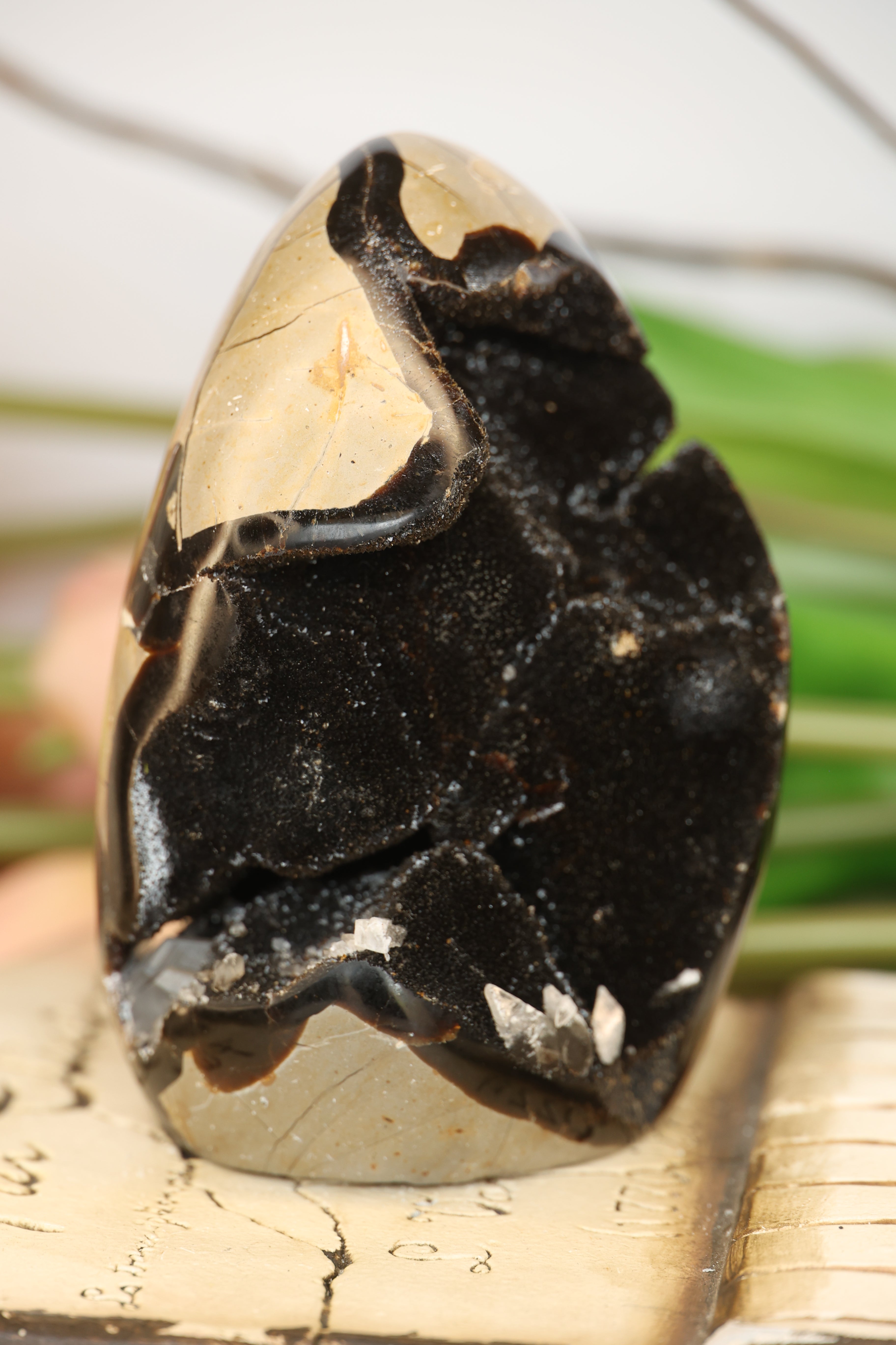 Septarian Freeform with Druzy Pocket