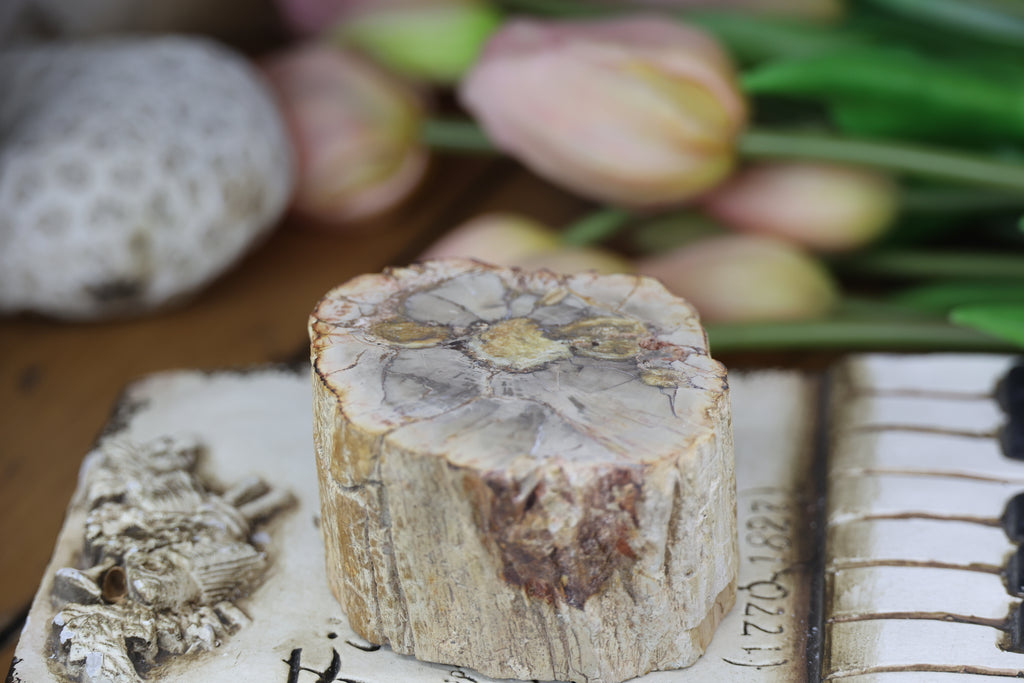 Petrified Wood Fossils