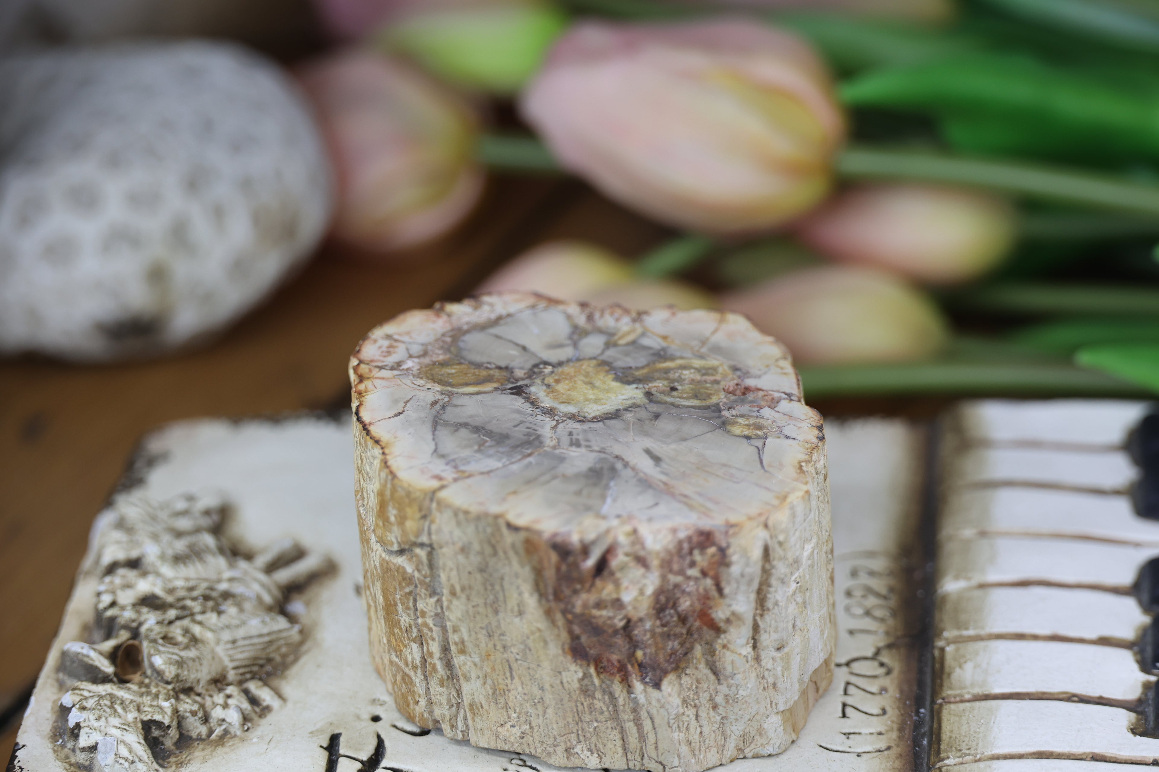 Petrified Wood Fossils