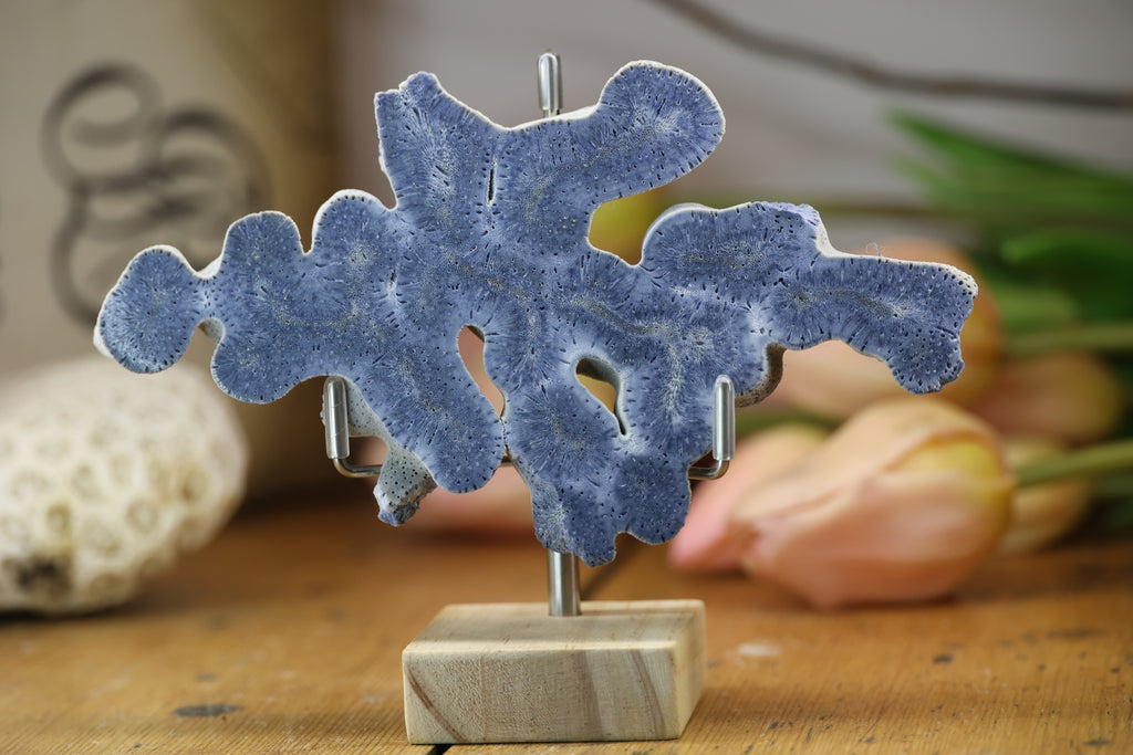 Fossilised Coral Display Piece