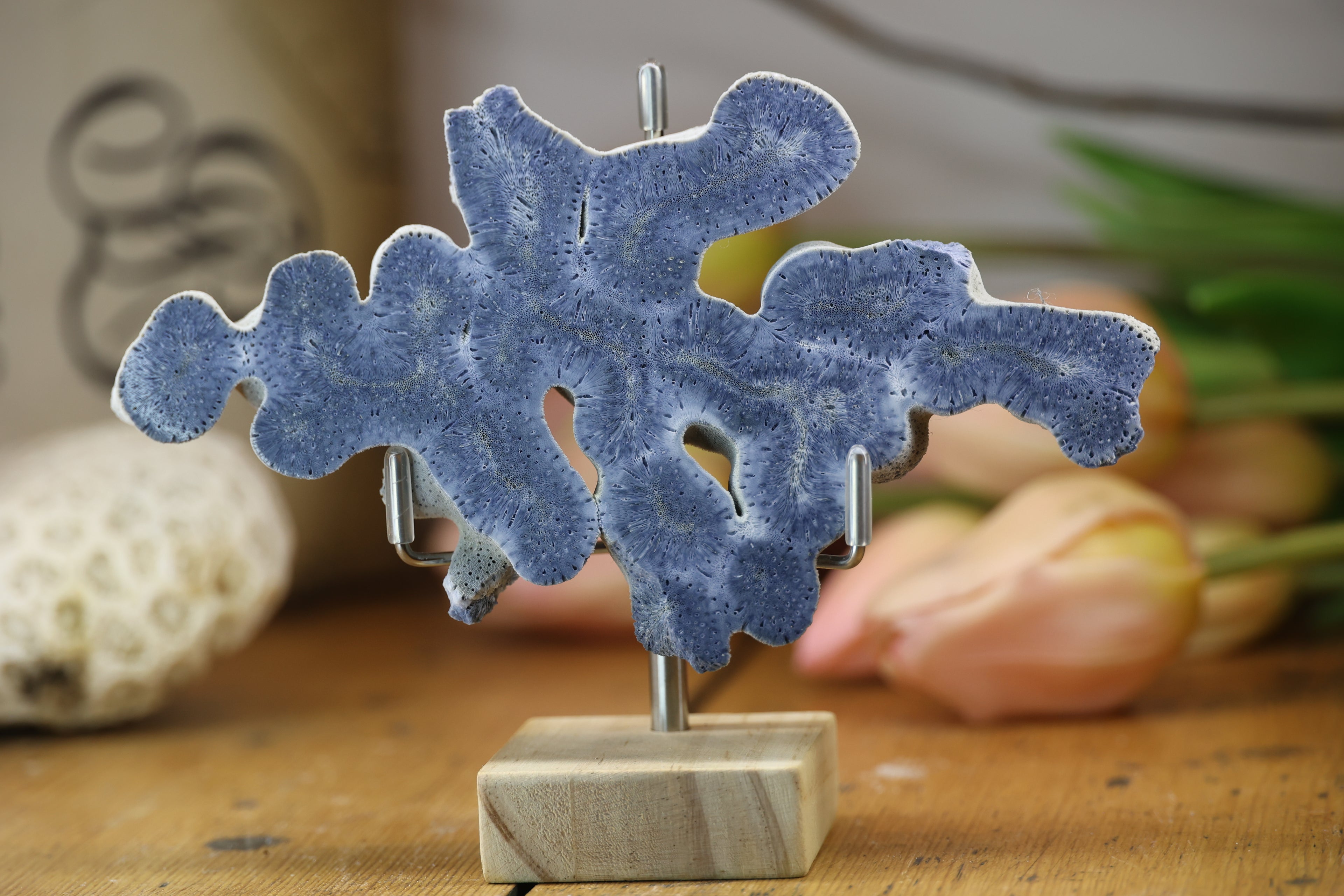 Fossilised Coral Display Piece
