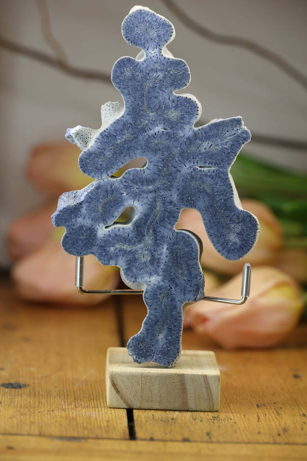 Fossilised Coral Display Piece