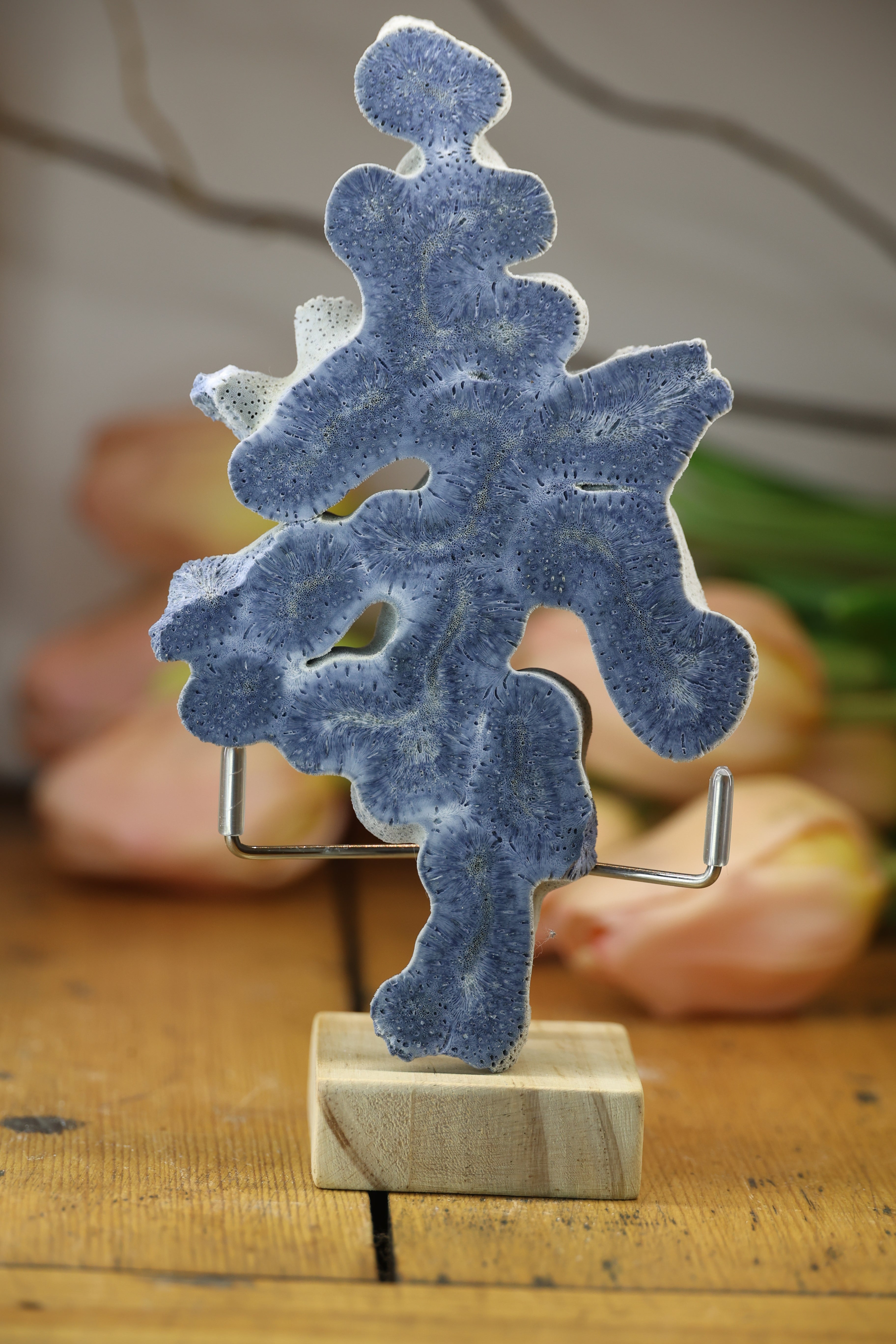 Fossilised Coral Display Piece