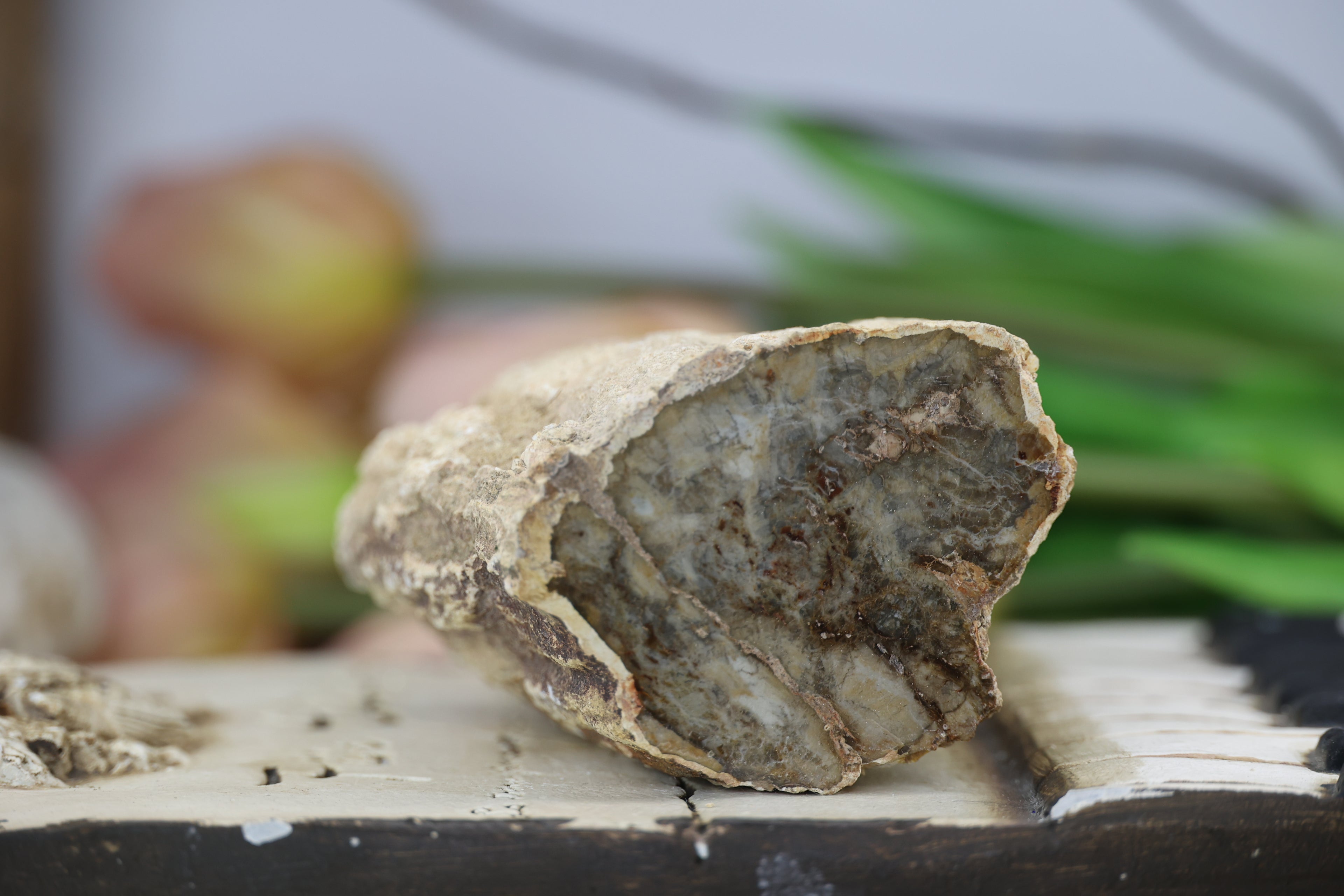 Petrified Wood Fossils
