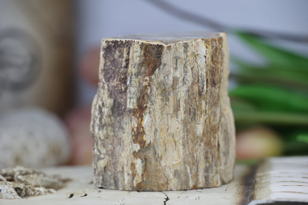 Petrified Wood Fossils