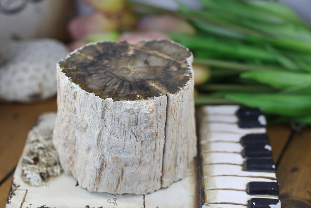 Petrified Wood Fossils