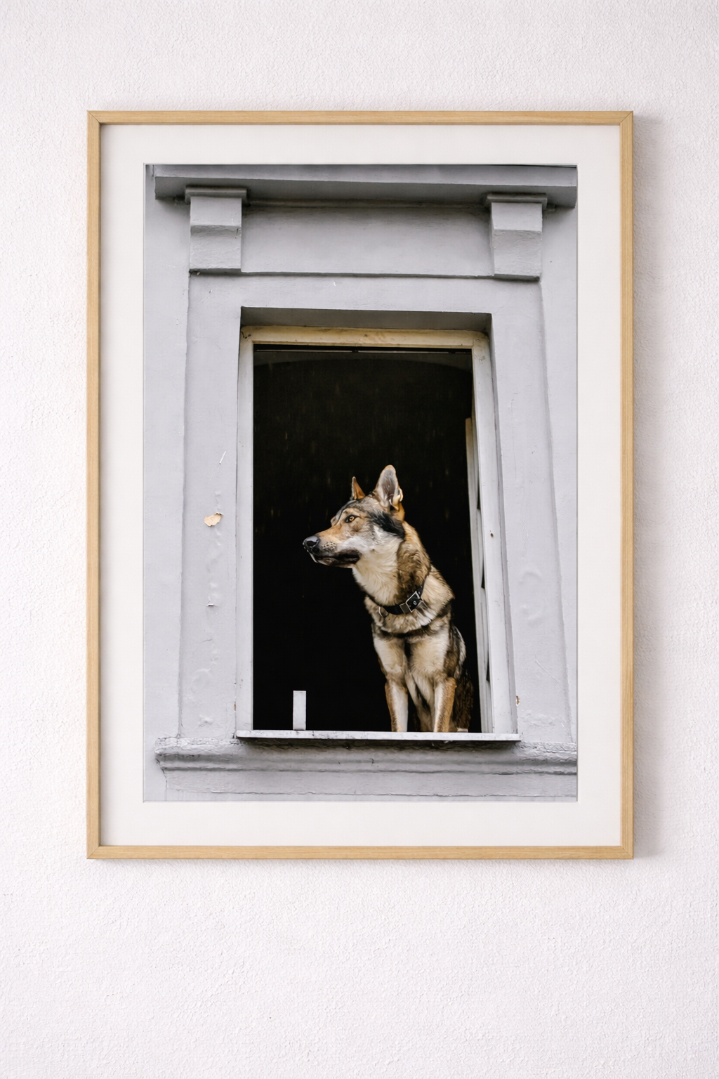 Dog in the Window