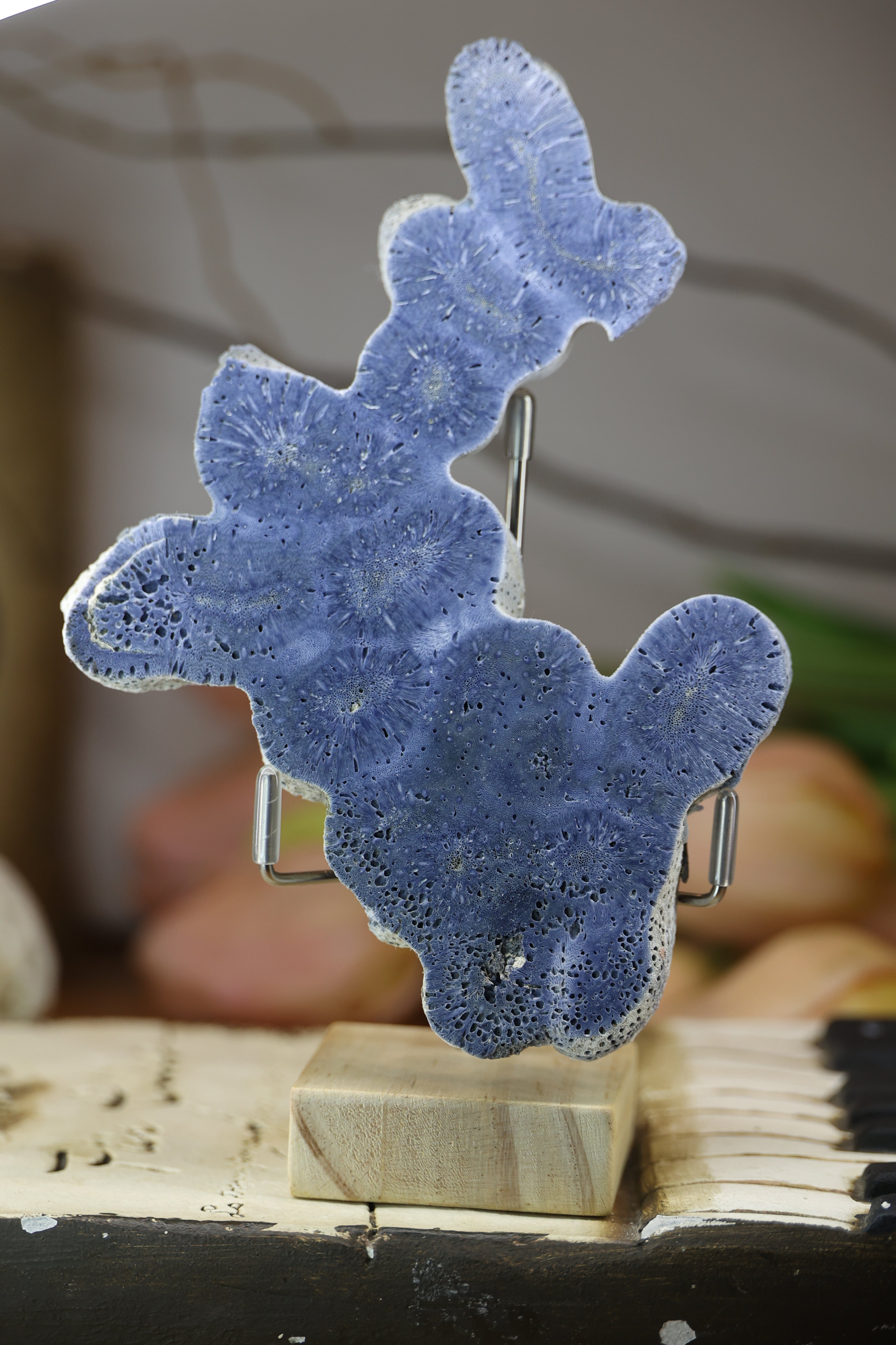 Blue Fossilised Coral