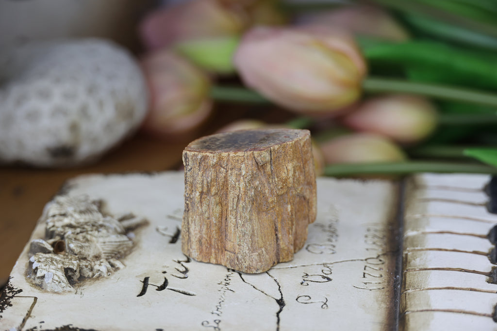 Petrified Wood Fossils