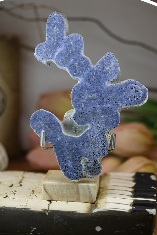 Blue Fossilised Coral