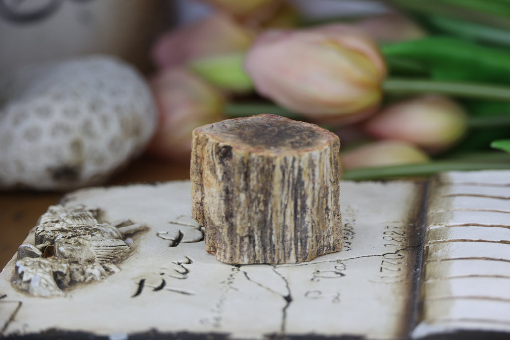 Petrified Wood Fossils