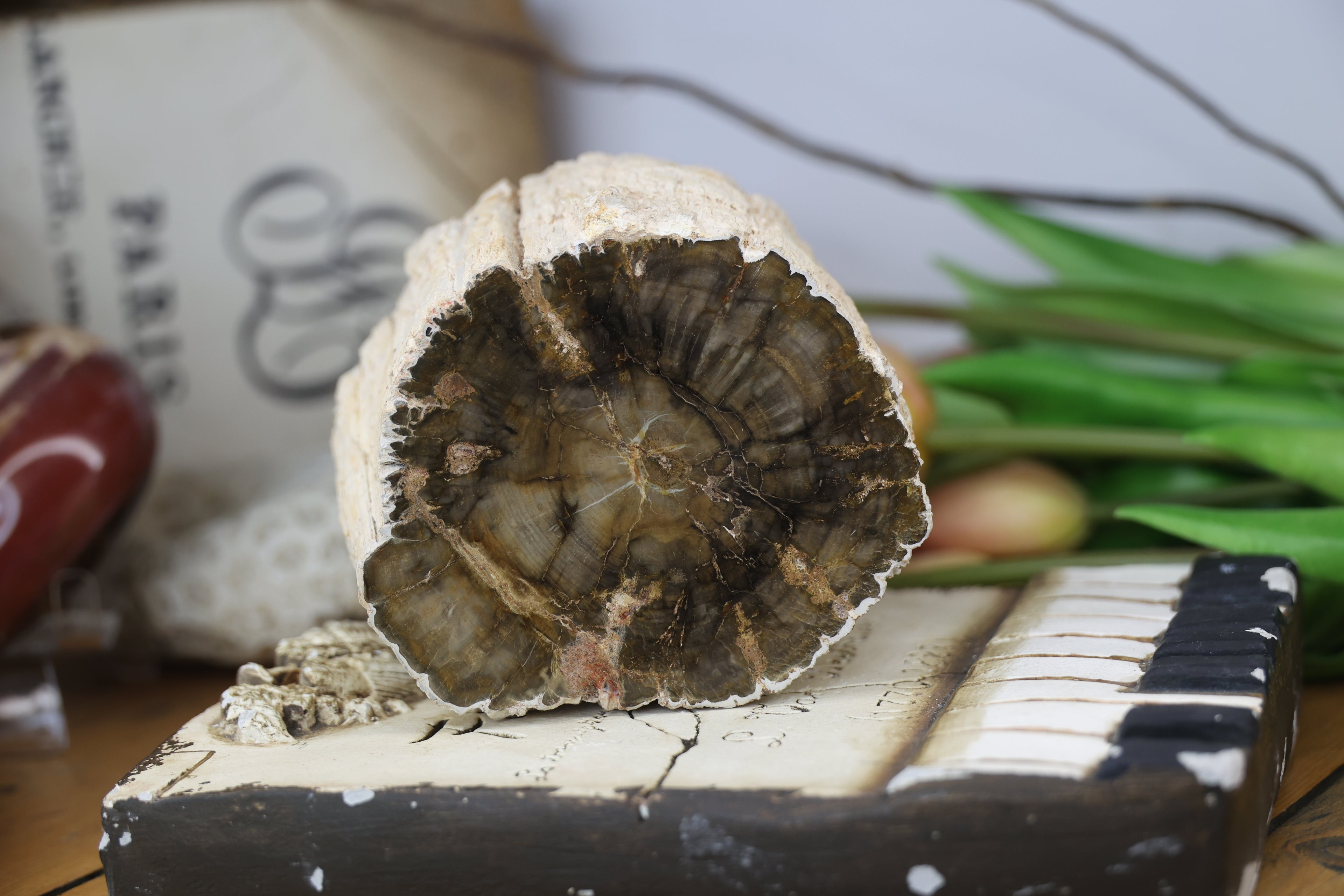 Petrified Wood Fossils