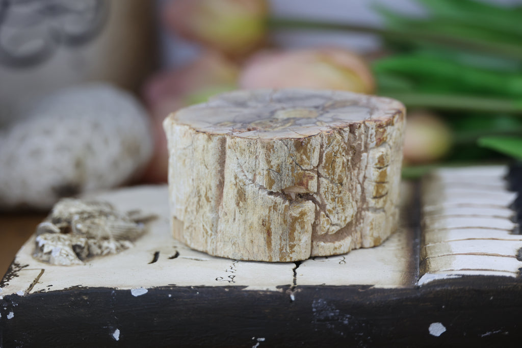 Petrified Wood Fossils
