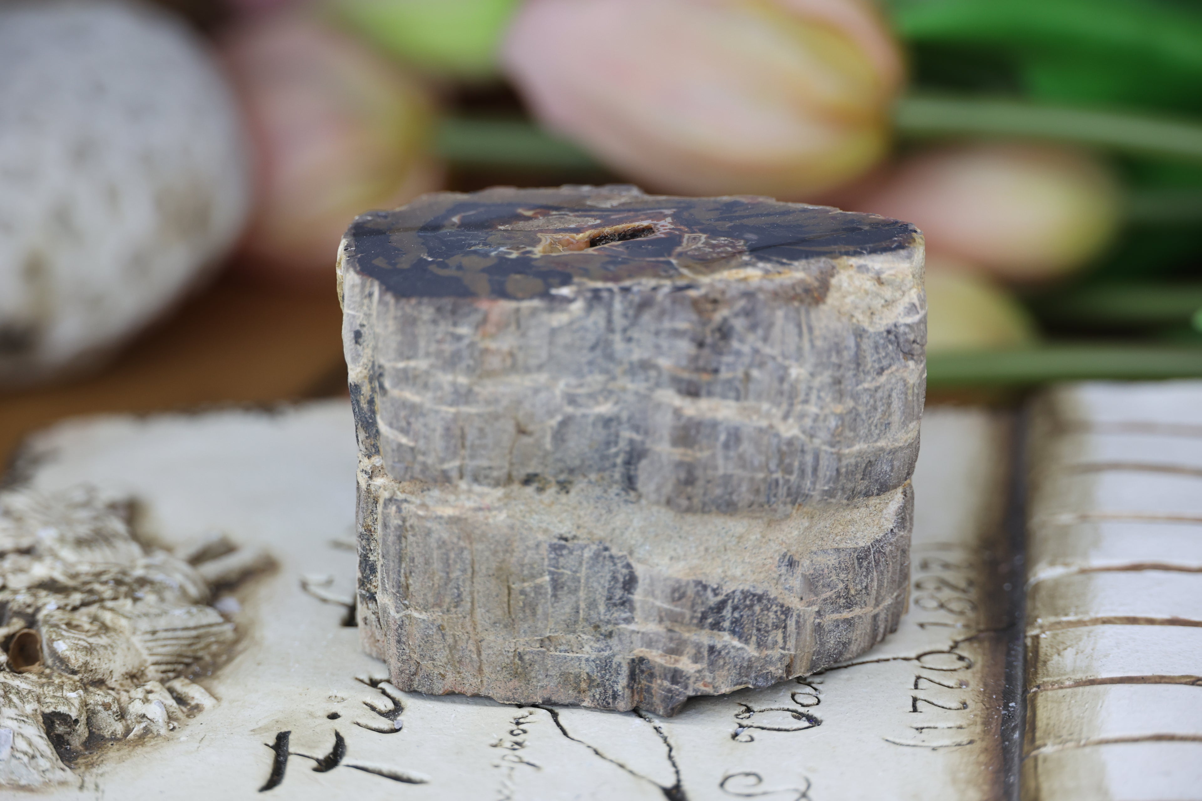 Petrified Wood Fossils