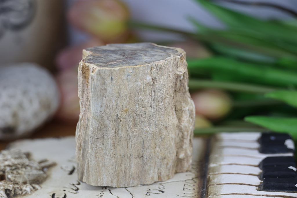 Petrified Wood Fossils