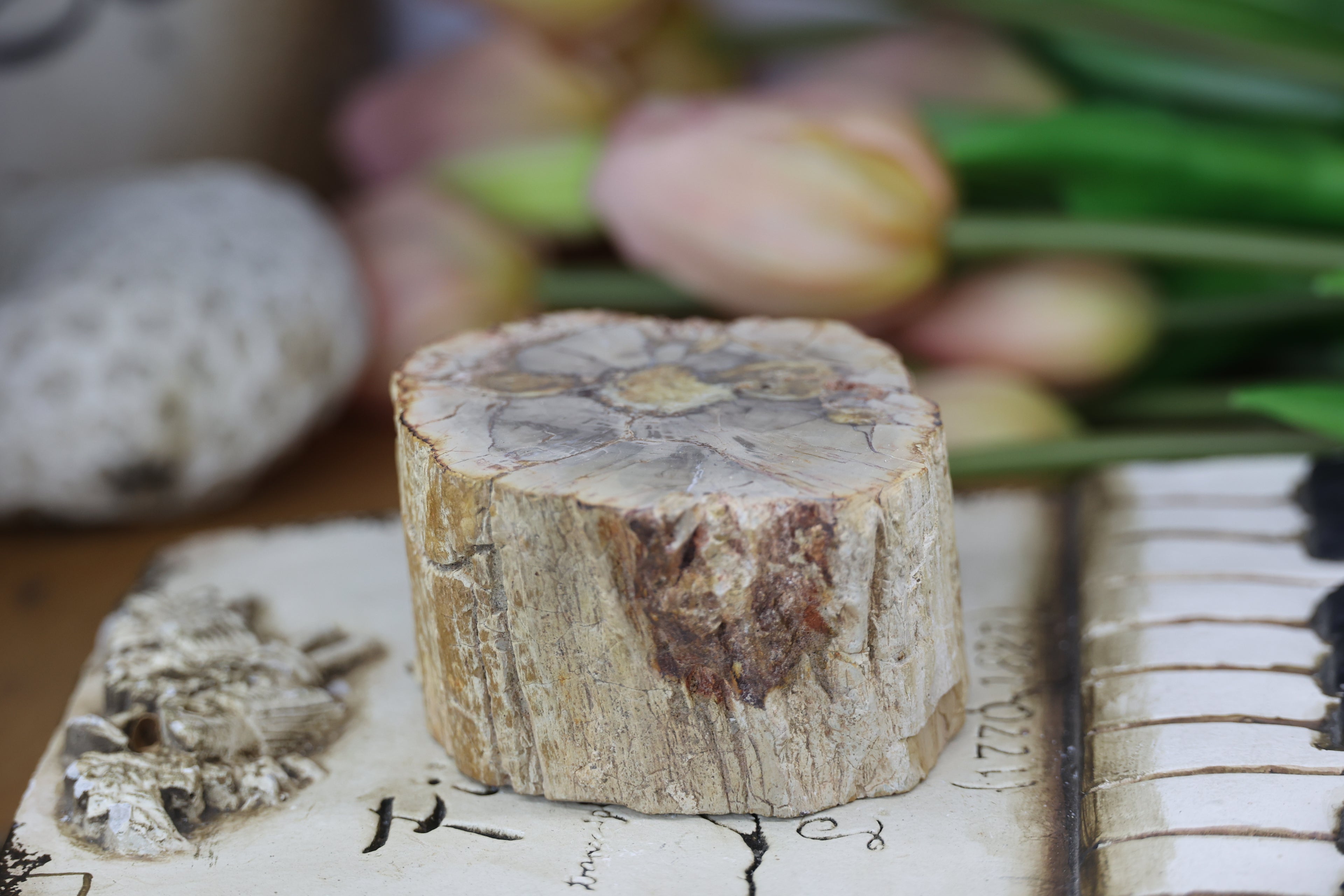 Petrified Wood Fossils