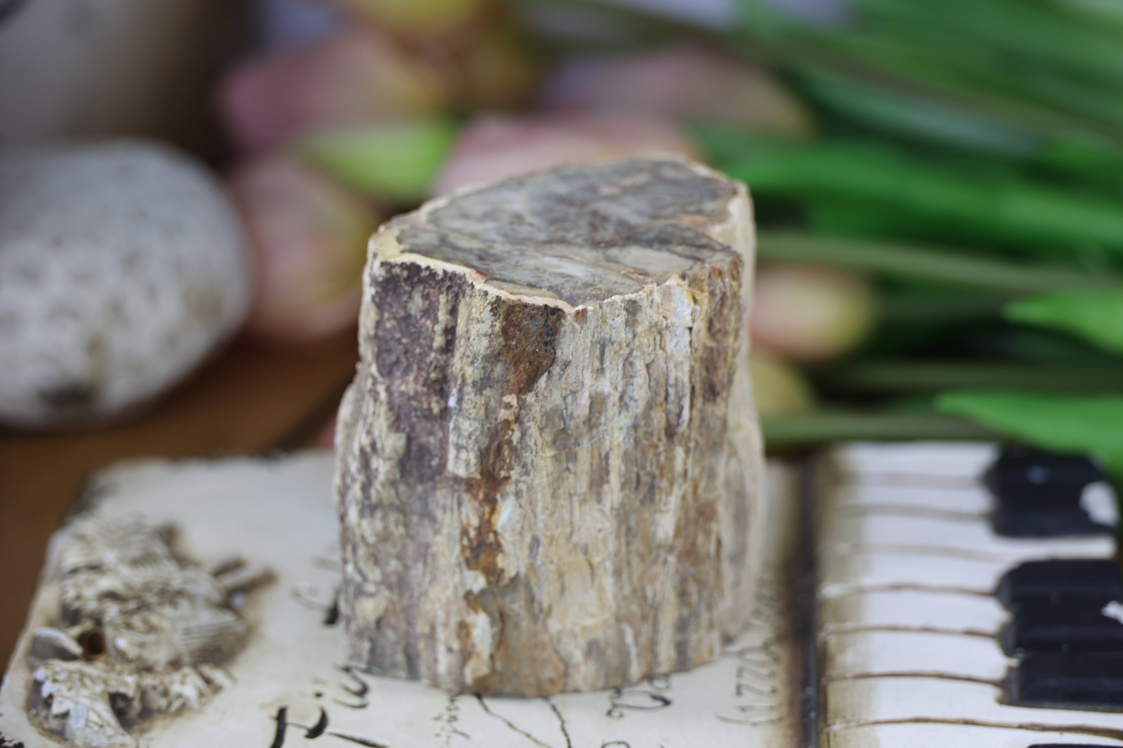Petrified Wood Fossils