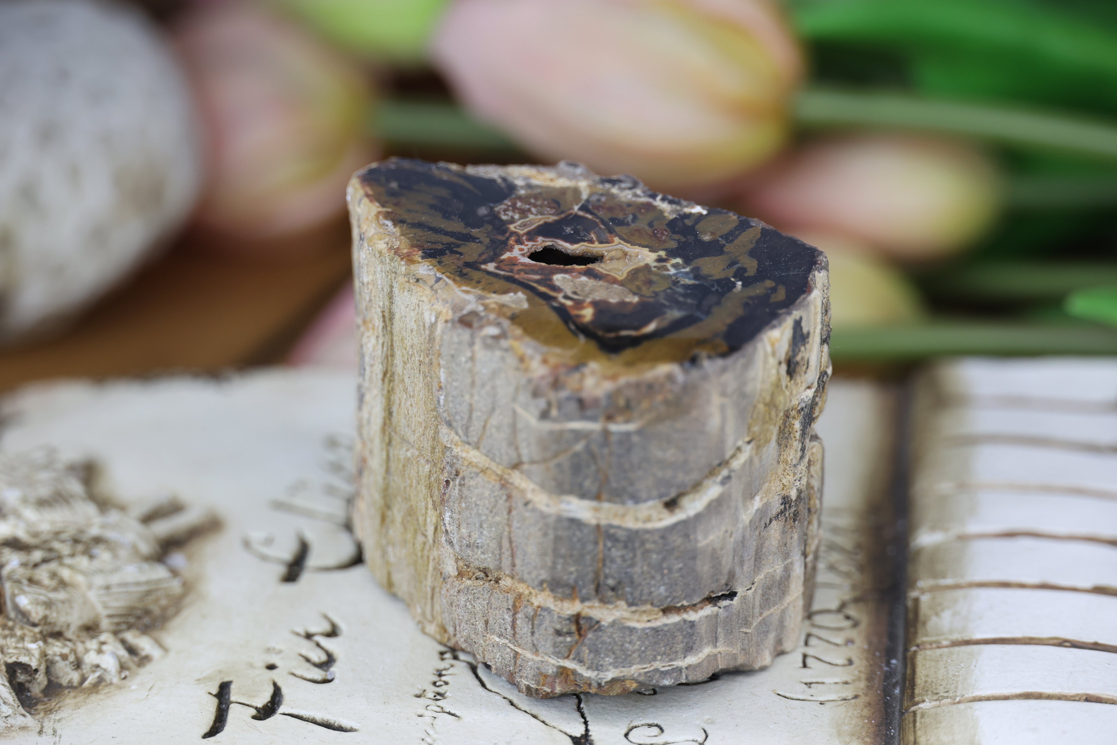 Petrified Wood Fossils