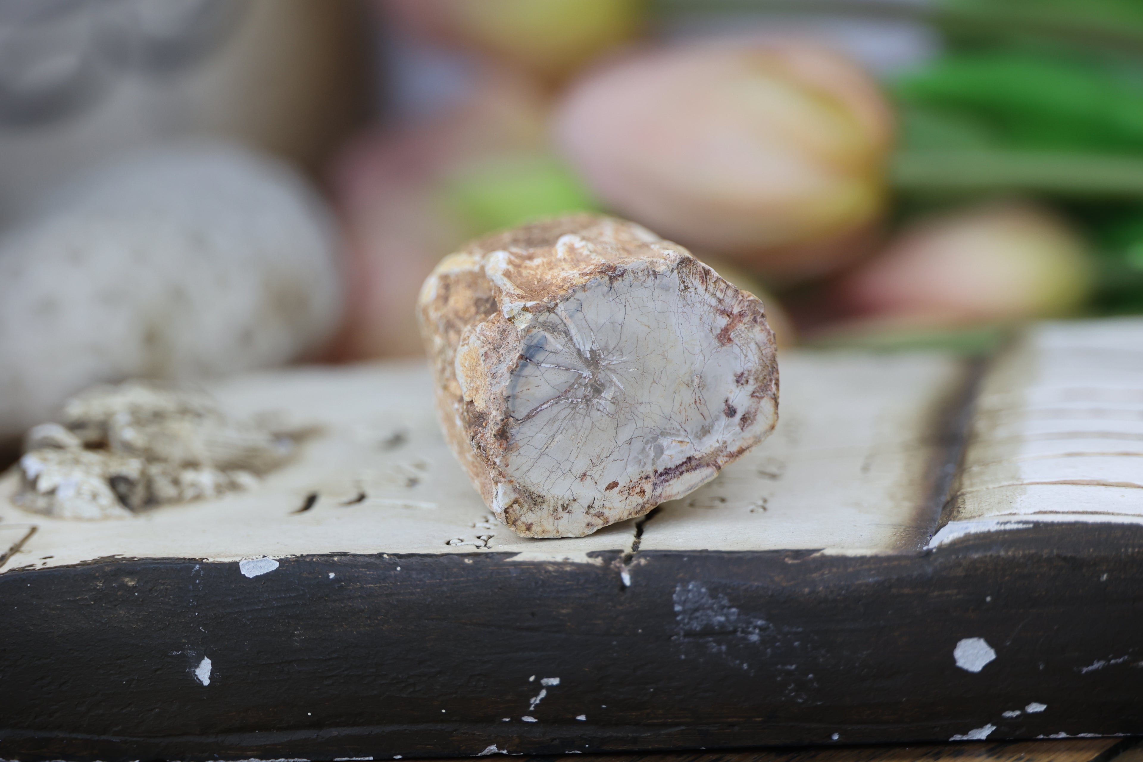 Petrified Wood Fossils