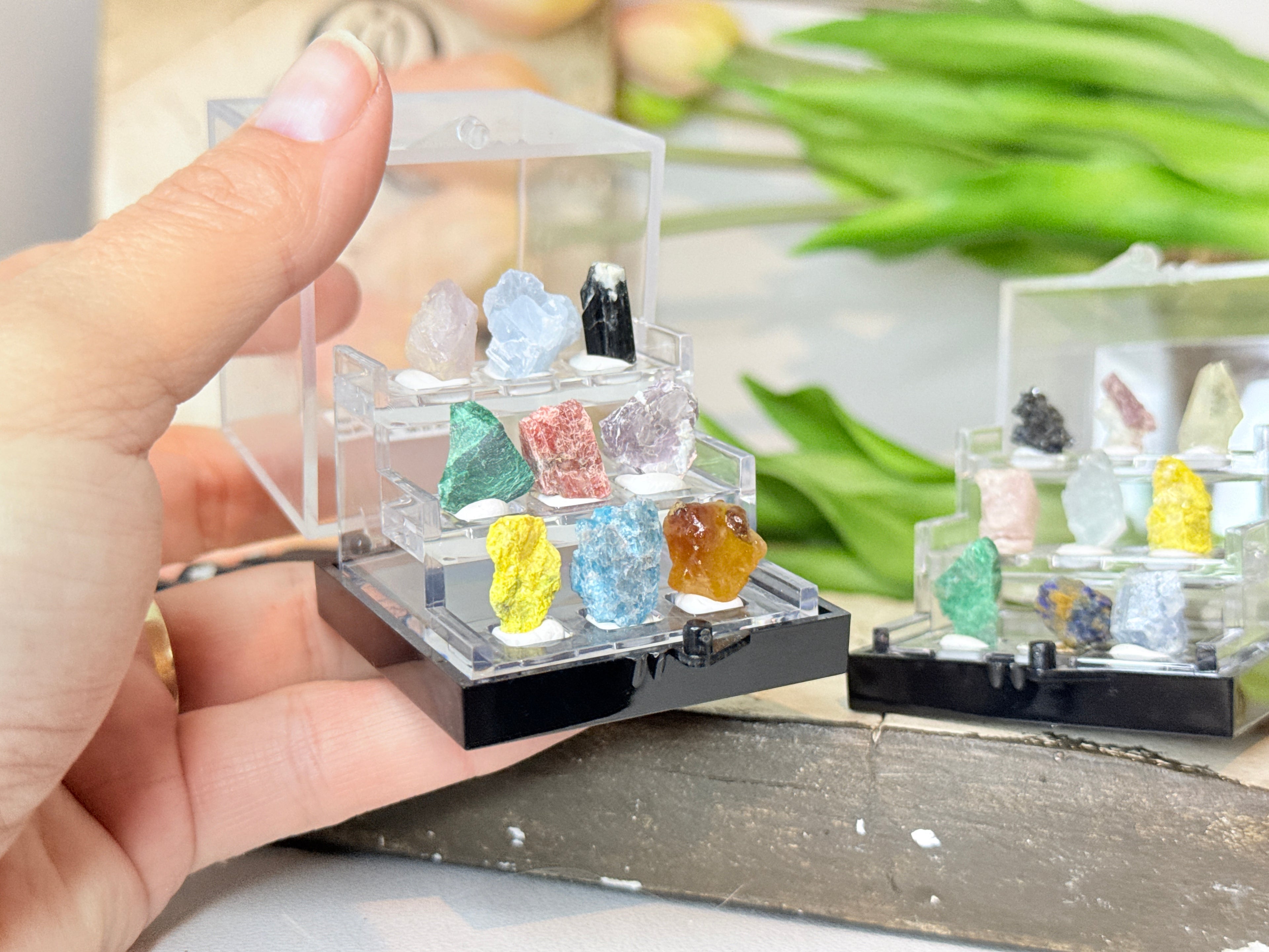 Mini Specimen Boxes