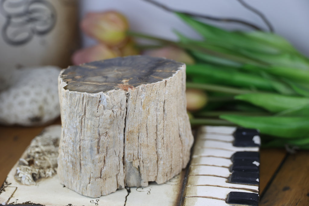 Petrified Wood Fossils