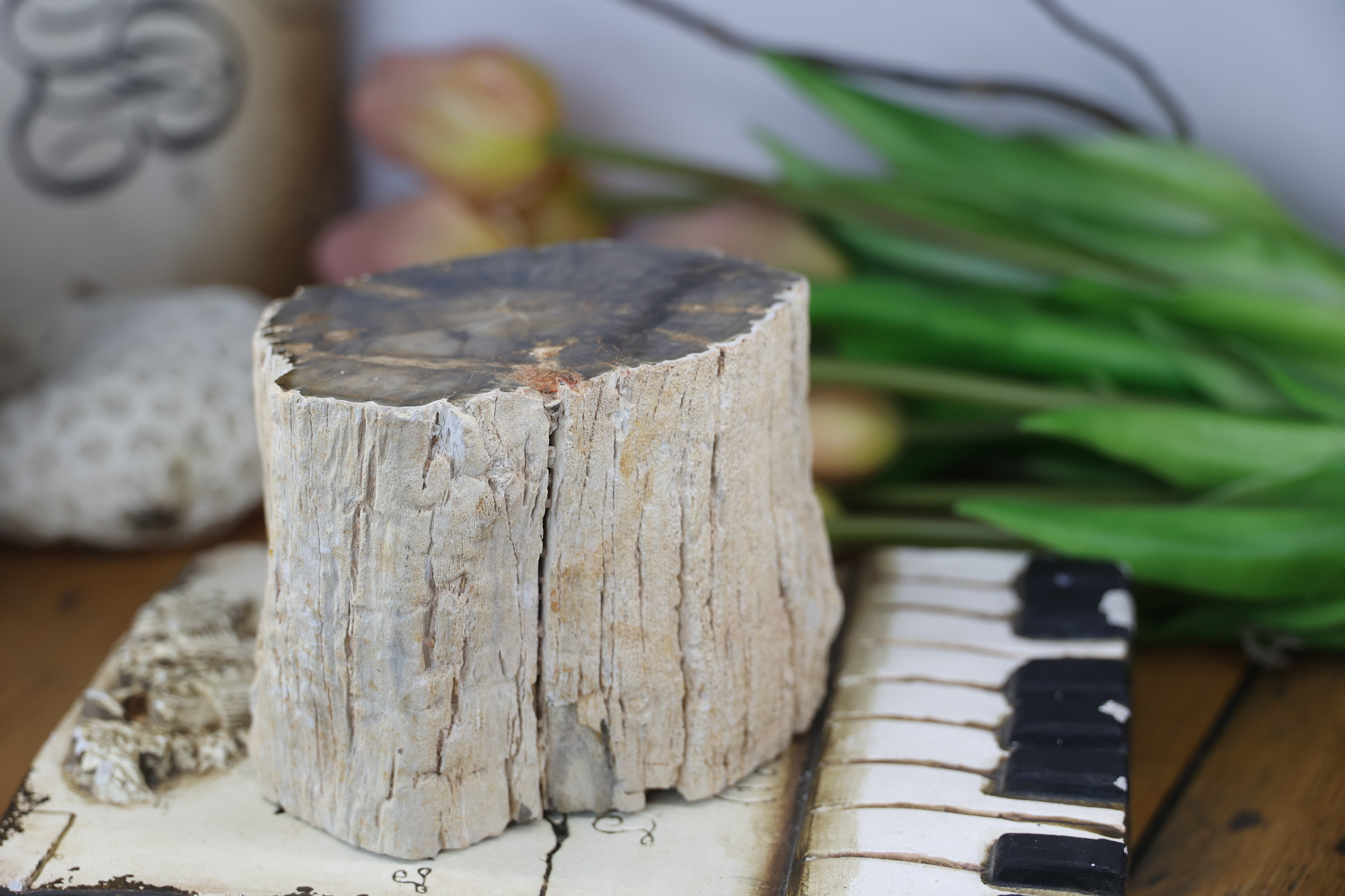 Petrified Wood Fossils