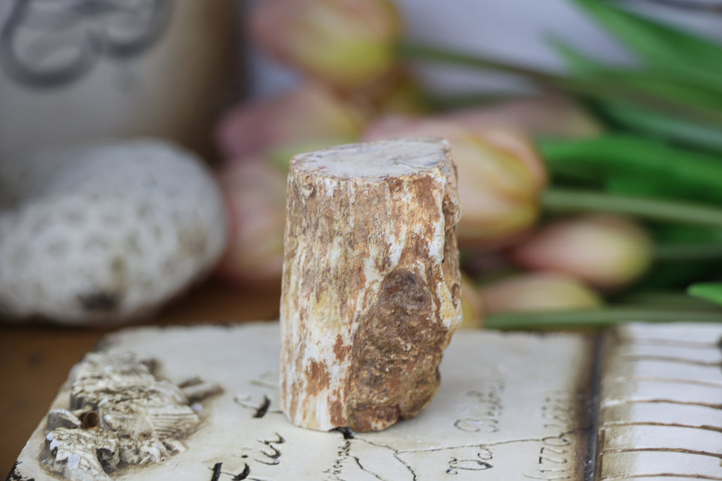 Petrified Wood Fossils