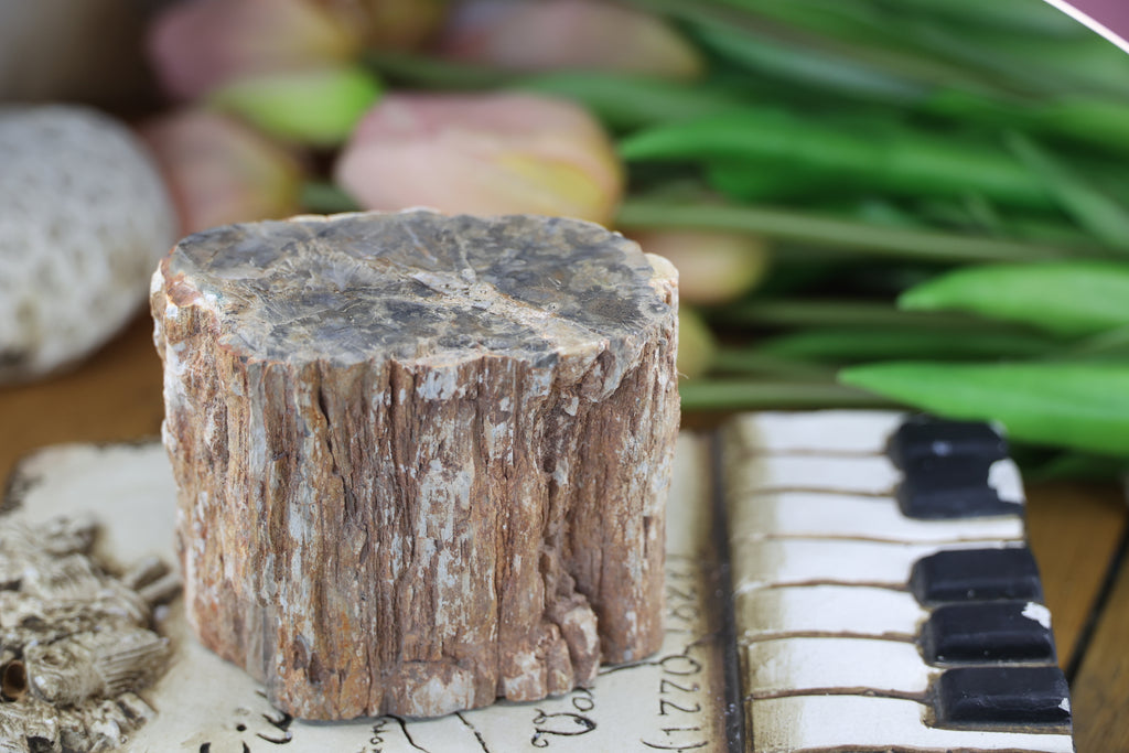 Petrified Wood Fossils