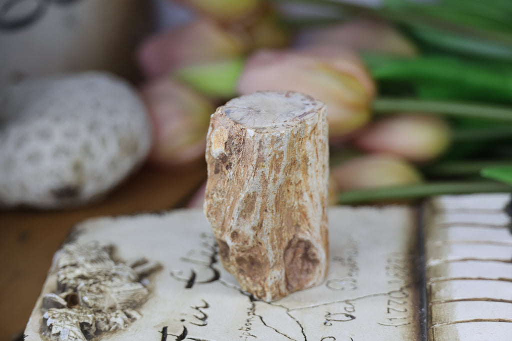 Petrified Wood Fossils