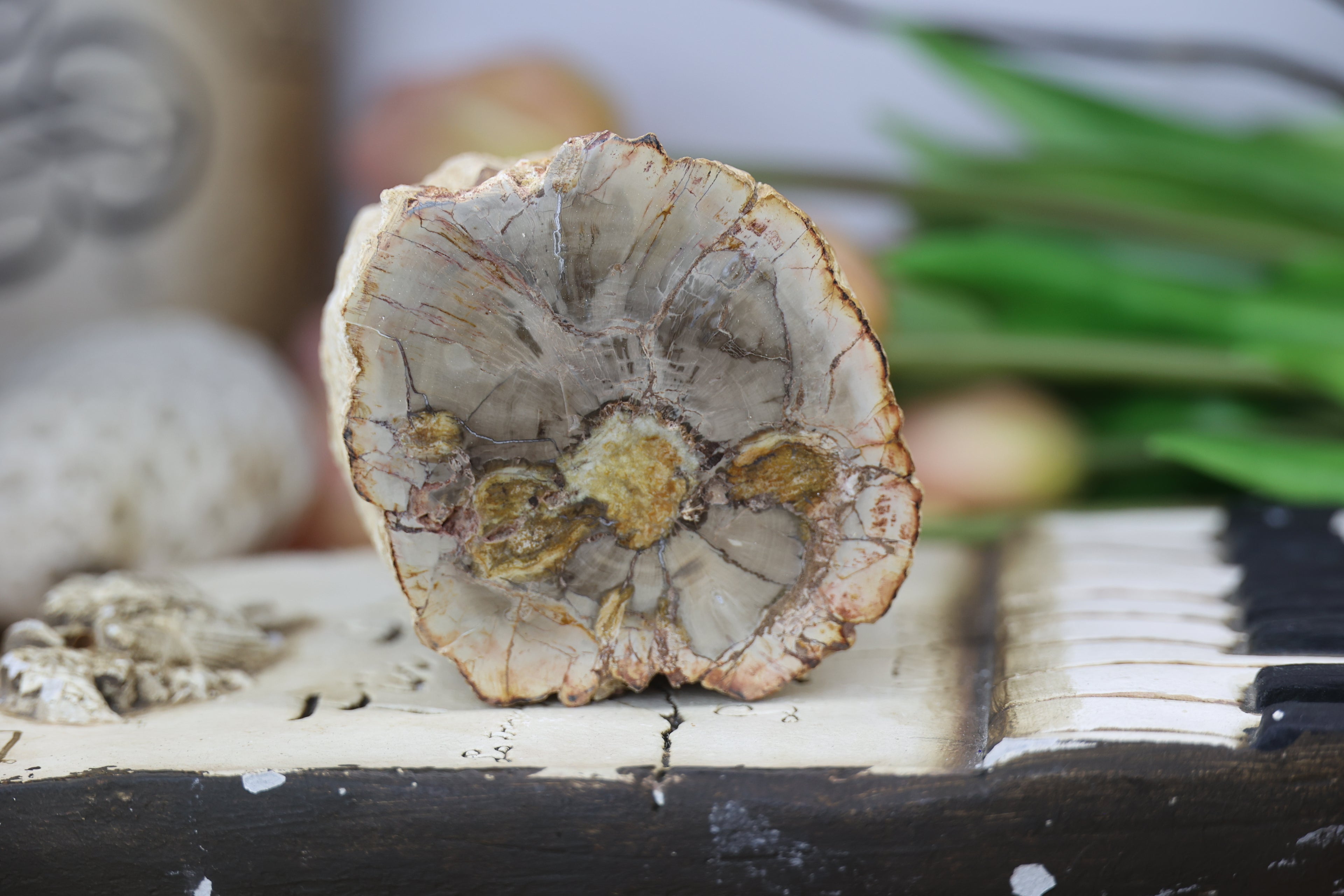 Petrified Wood Fossils