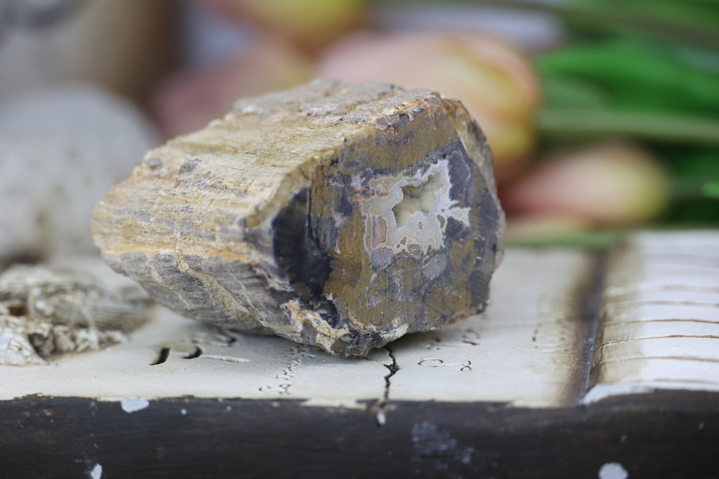 Petrified Wood Fossils