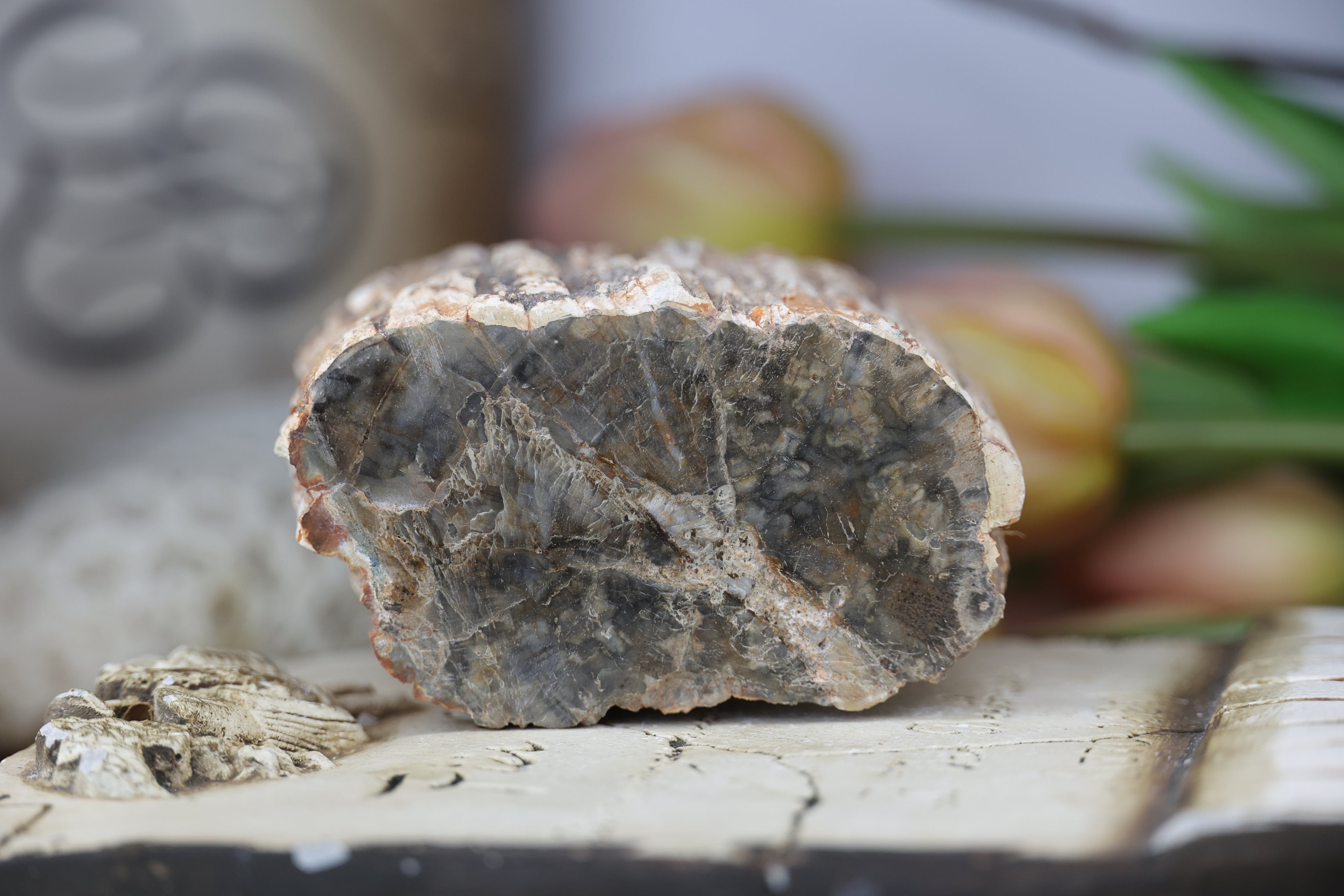 Petrified Wood Fossils