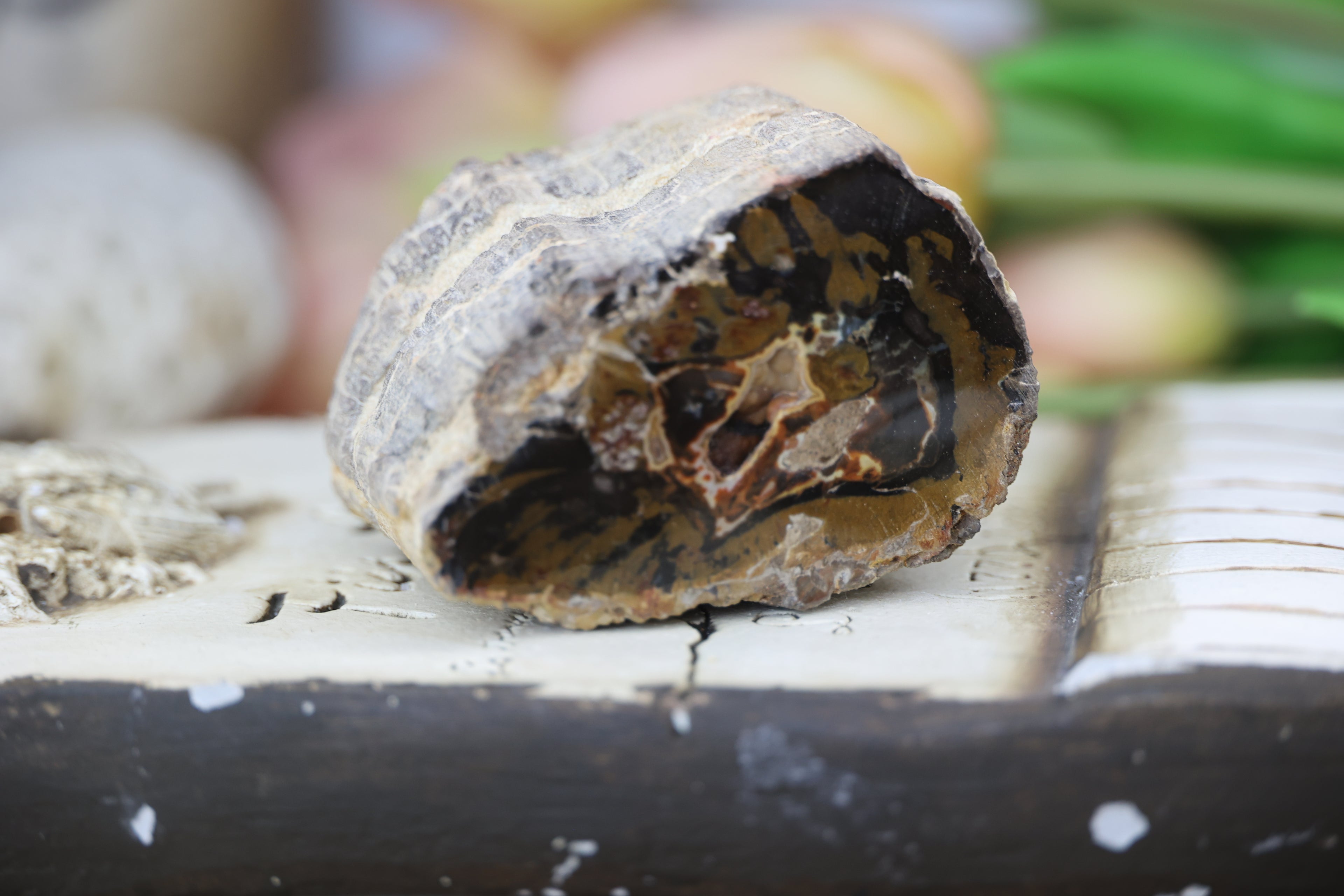 Petrified Wood Fossils