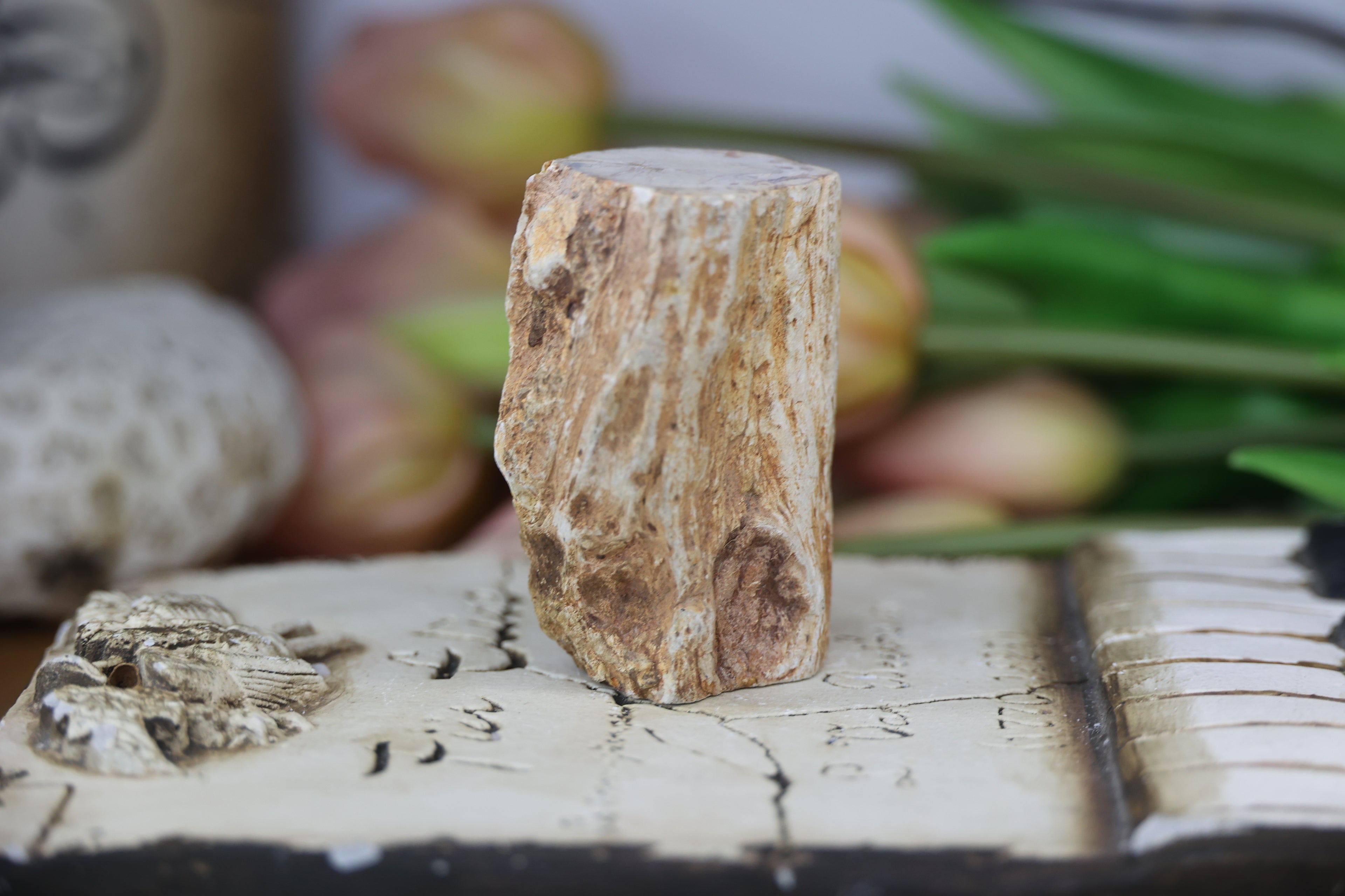 Petrified Wood Fossils